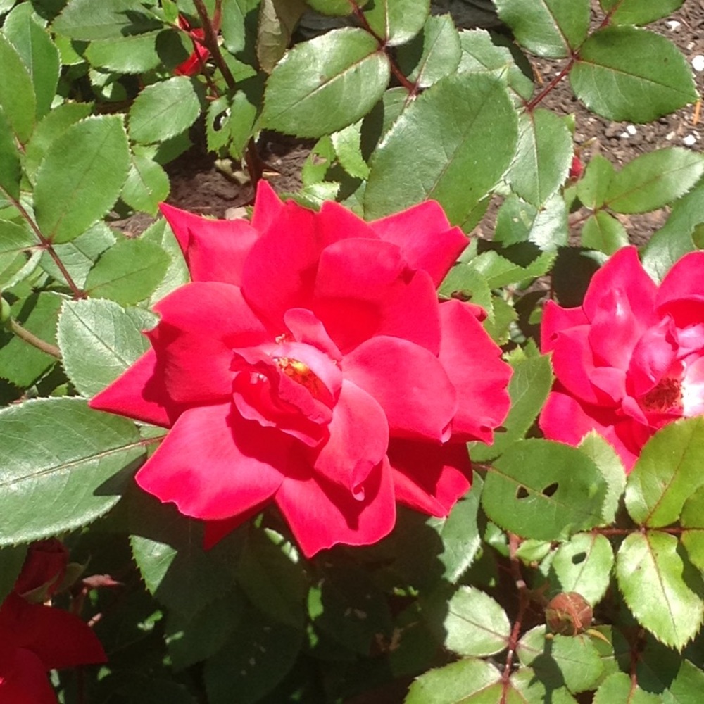 Meet your Posher, Sandra